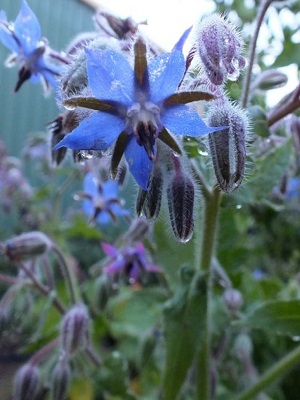 BORAGE Blue